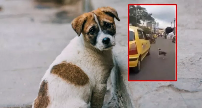 Perro abandonado en Bucaramanga persiguió a su dueña que se quería ir en un taxi.