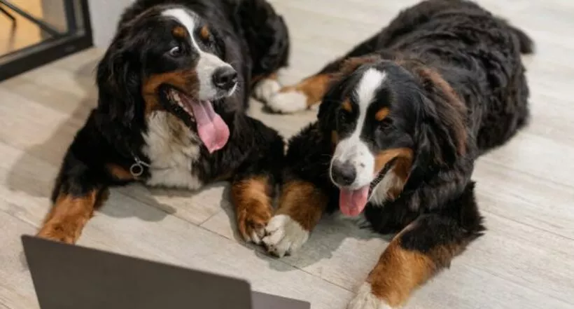 Cuáles son las razas de perros más grandes del mundo