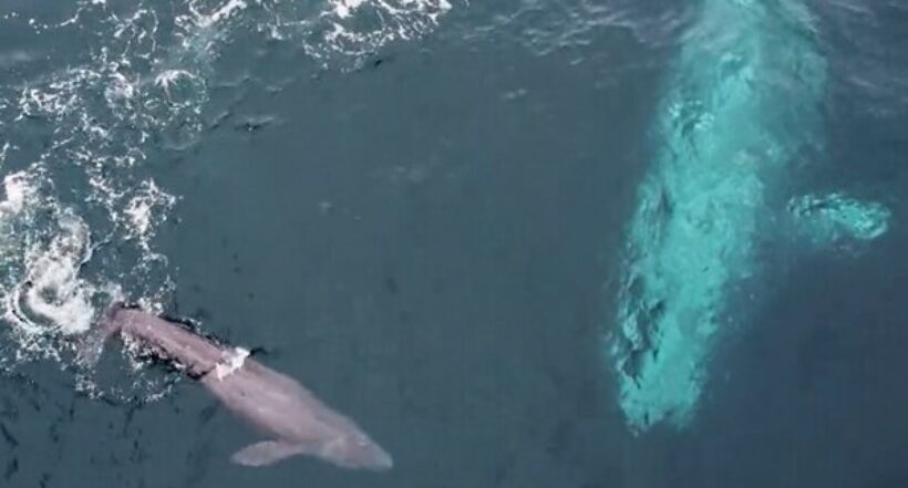 Estados Unidos: turistas presenciaron nacimiento de ballena gris en California
