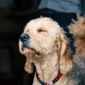 crecen los perros taza de té