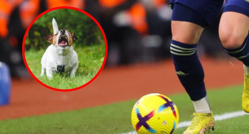 Luto en el fútbol: exjugador murió por ataque de sus perros; esposa lo encontró herido