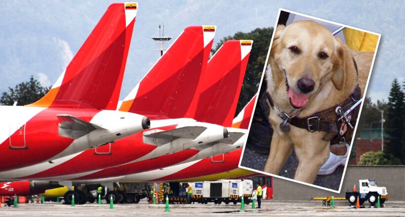 Aeropuerto. Hay derecho a no querer viajar con perros, según la columna de Diana Saray Garay