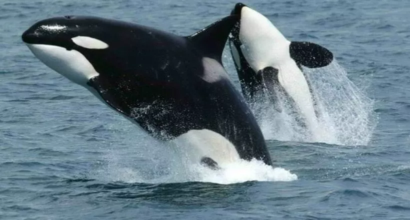 Encuentran papel higiénico y químicos en orcas en peligro de extinción