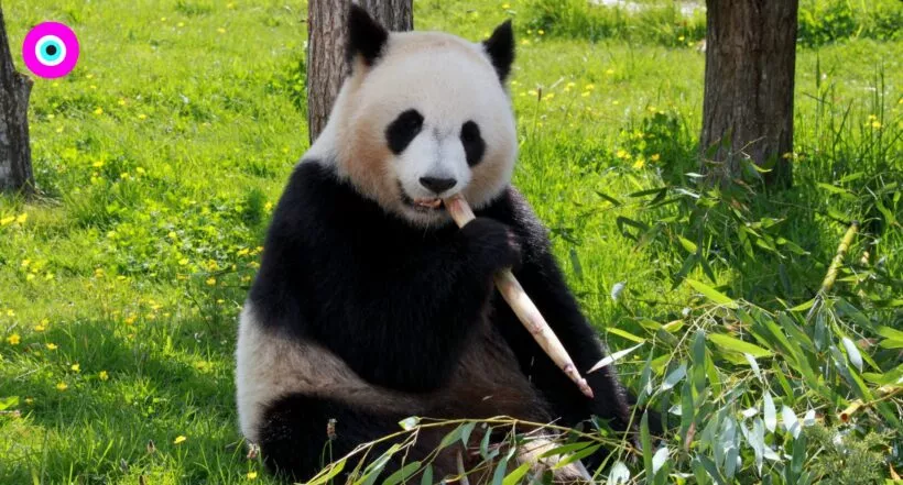 Traviesos pandas gigantes les hacen difícil el trabajo a sus cuidadores en China