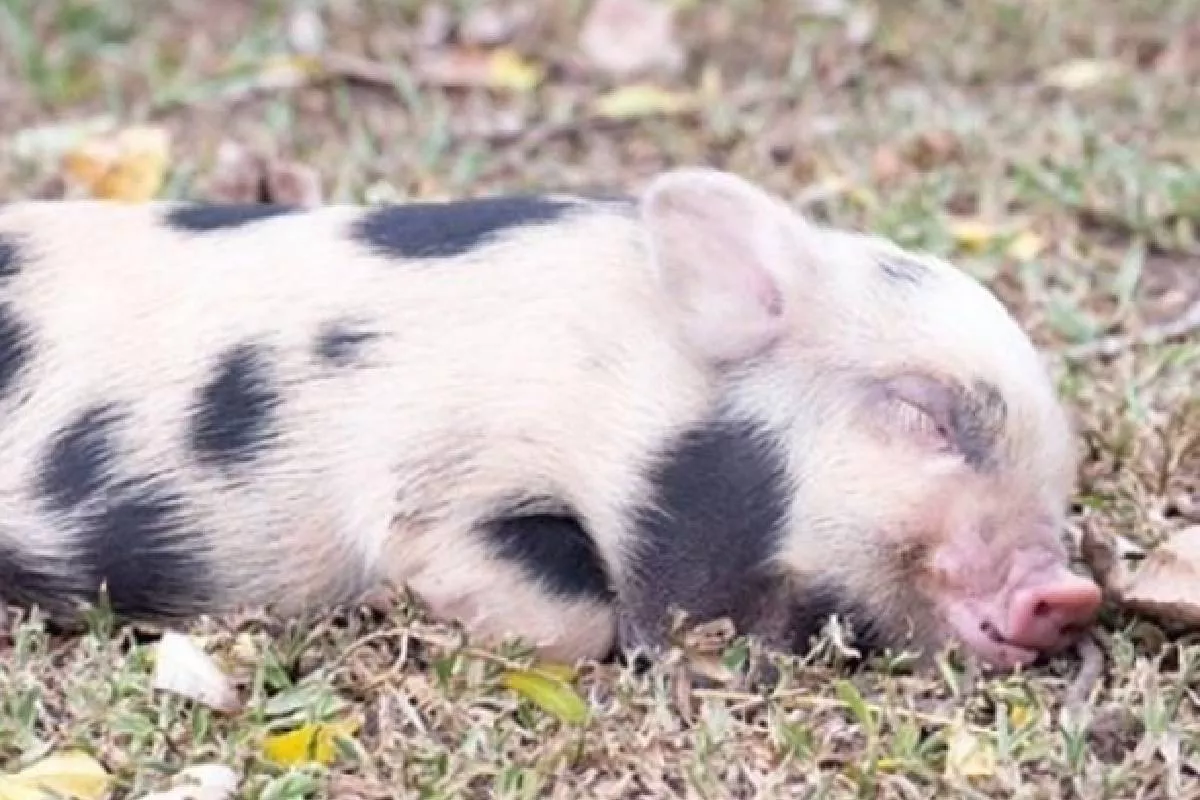 Foto mini pig que fue convertida en asado, luego de ser dado en adopción en Argentina