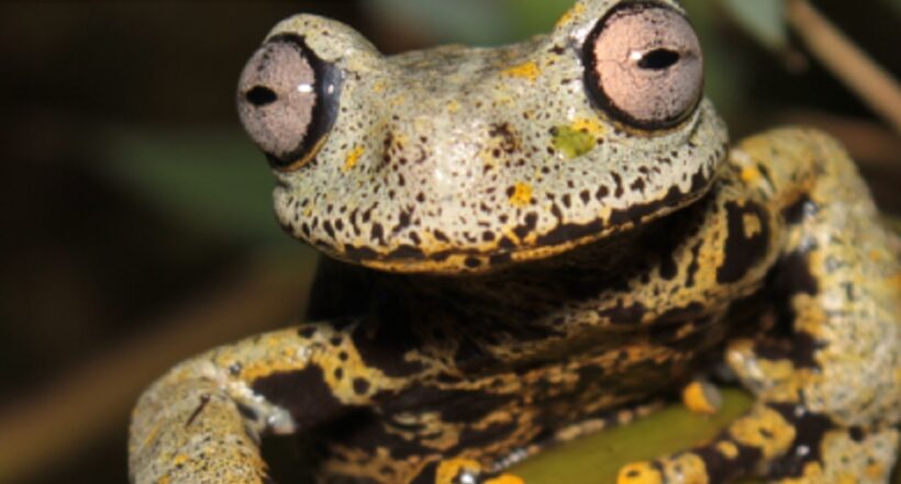 A rana descubierta en Ecuador la nombran como a autor de El señor de los anillos