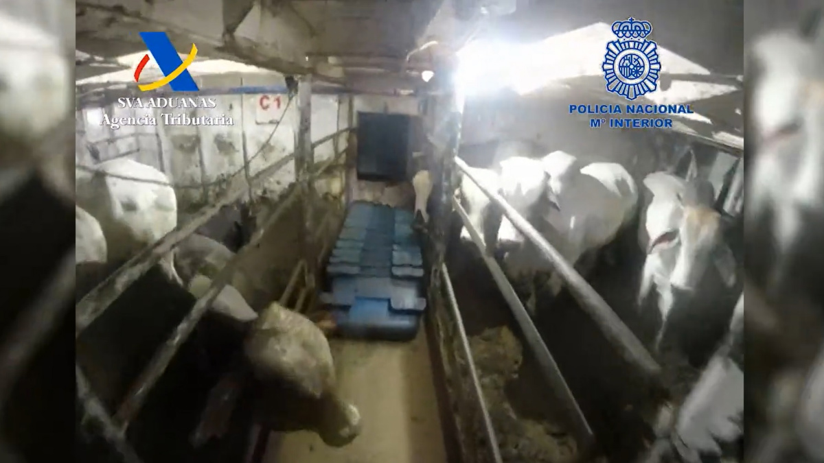 Empresa dueña de las vacas que viajaban en barco que llevaba droga en España se pronuncia.