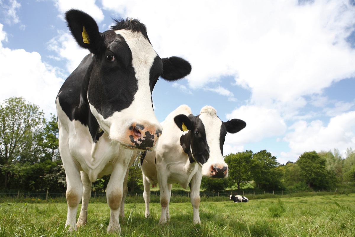 Hallan virus de vacas locas en Países Bajos: hay alerta en Europa