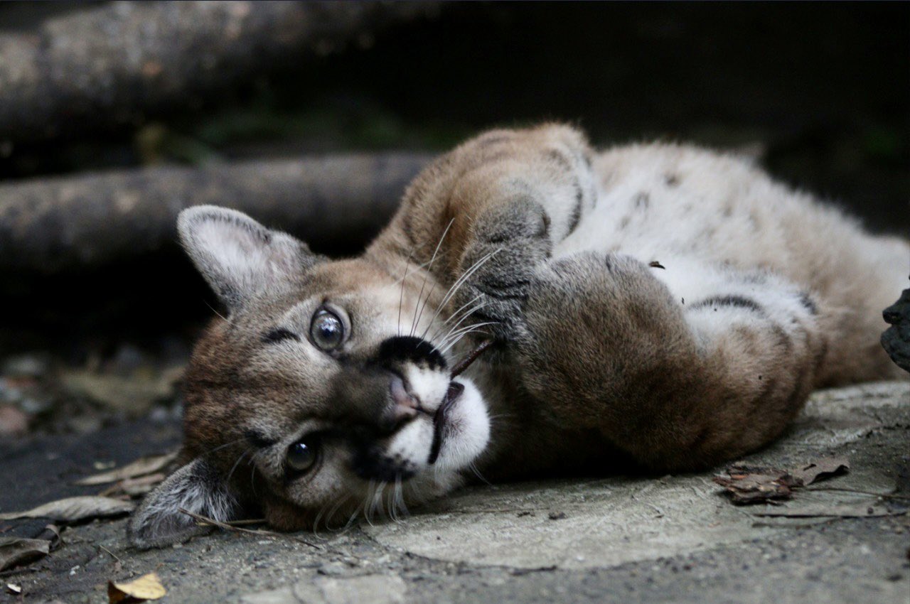 Puma rescatado en Antioquia. 