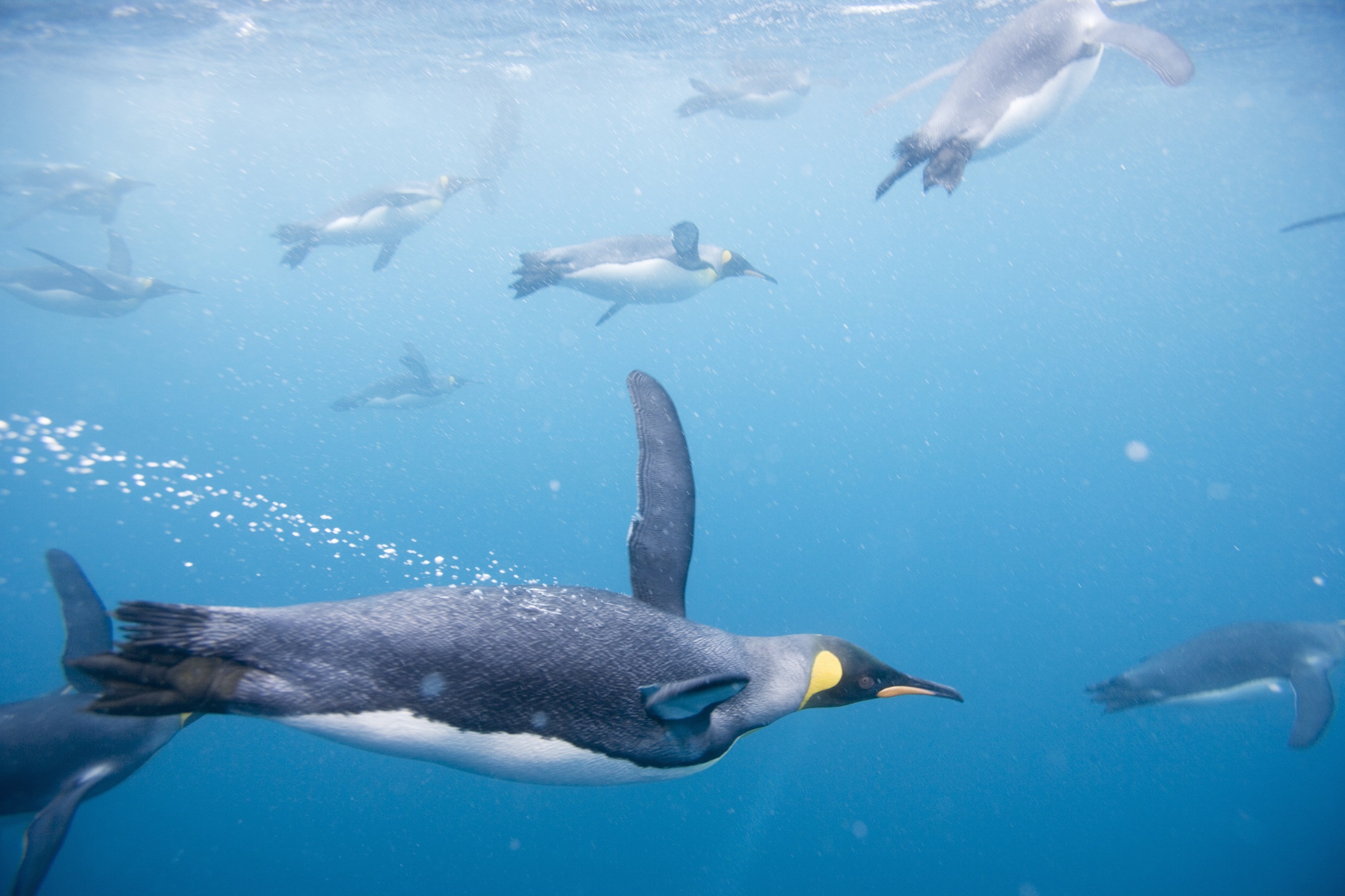 Descubren un pingüino prehistórico que sería el más grande que jamás existió 