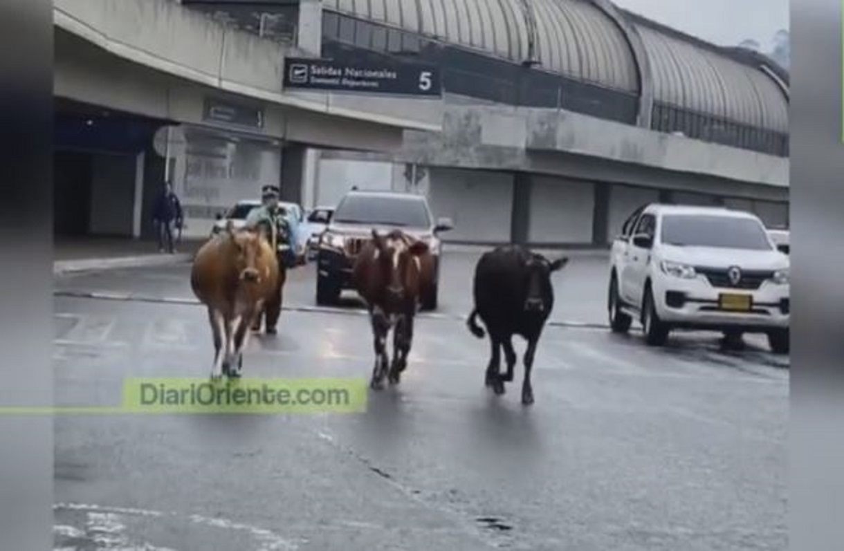 A varias personas que llegaron este sábado al aeropuerto de Rionegro les tocó presenciar tres vacas paseándose tranquilamente por las afueras de la terminal.