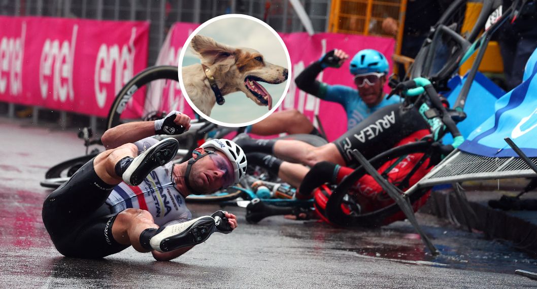 Fotos de caída en la carrera italiana y de perro, en galería de fotos de Giro de Italia: etapa 5 tuvo caídas, perro y Fernando Gaviria afectado