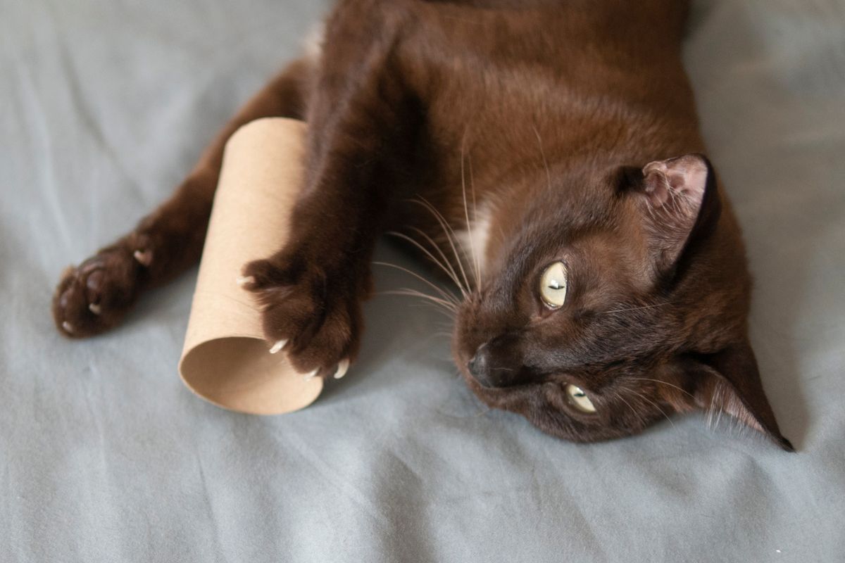 Gato jugando con rollo de papel higiénico a propósito de cómo reutilizarlos para hacer juguetes que disfruten las mascotas.