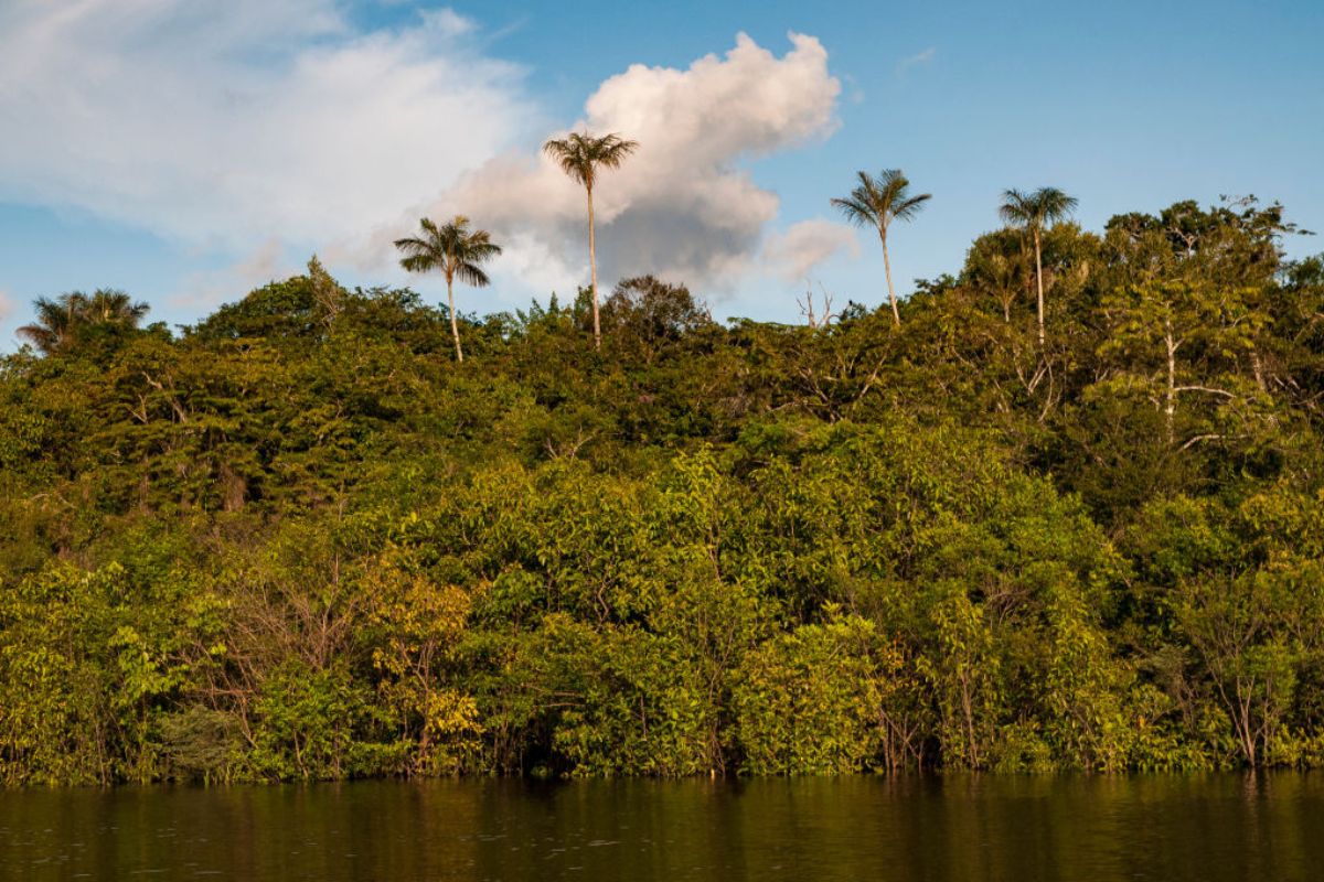 Foto de selva de Guaviare a propósito de nuevo plan para buscar a niños de Guaviare