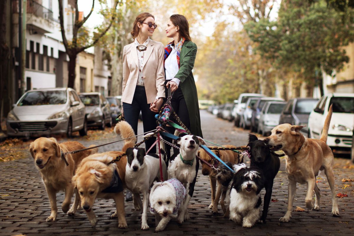 Foto de cuidadores de perros a propósito de empleo por el que pagan sueldazo por pasear mascotas