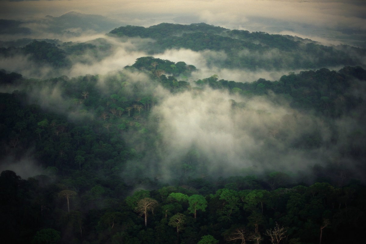 Deforestación en Colombia y cifras que esperanzan a todo el país