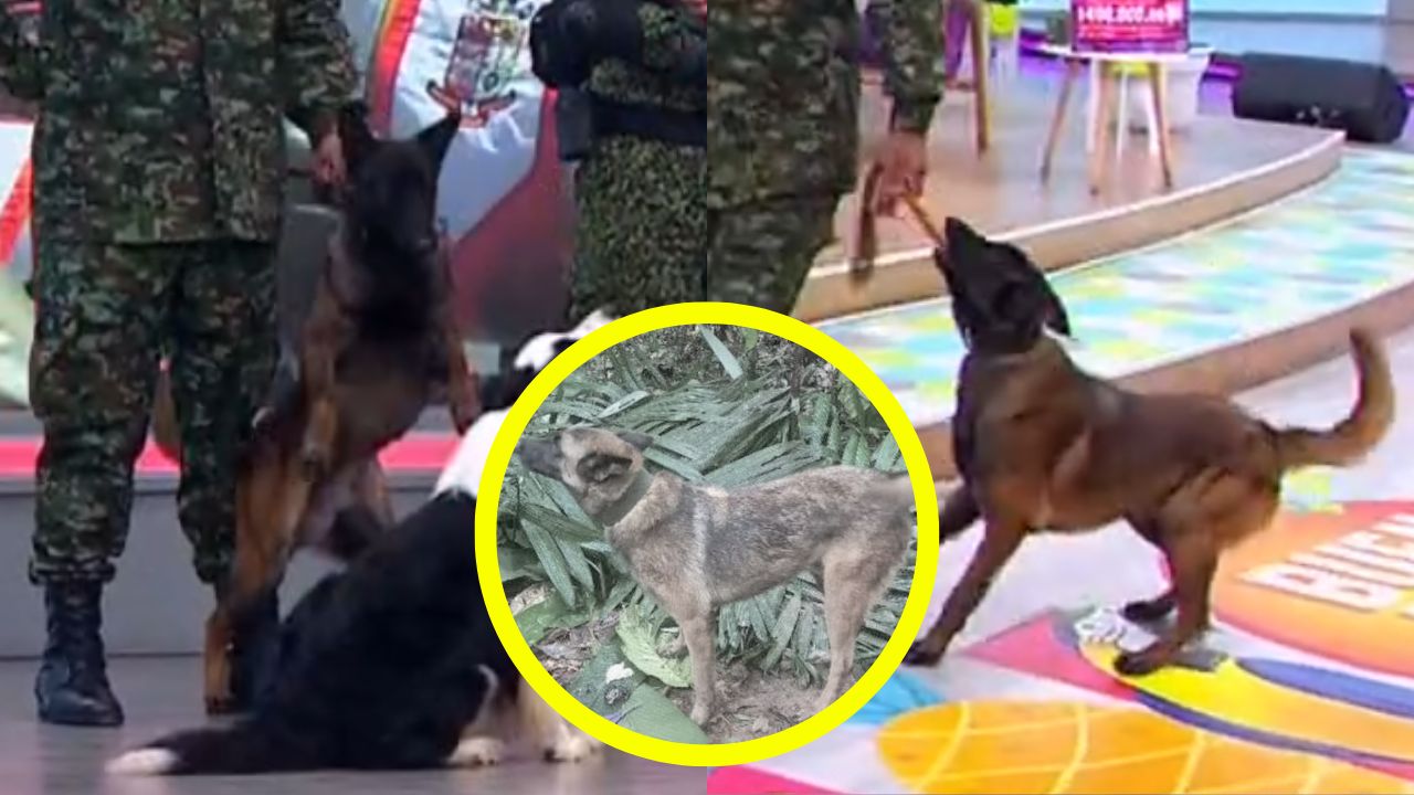 Wilson el perro perdido del Ejército de Colombia | Hermano de Wilson apareció en Televisión y está entrenando | Hermano menor de Wilson, perro del Ejército