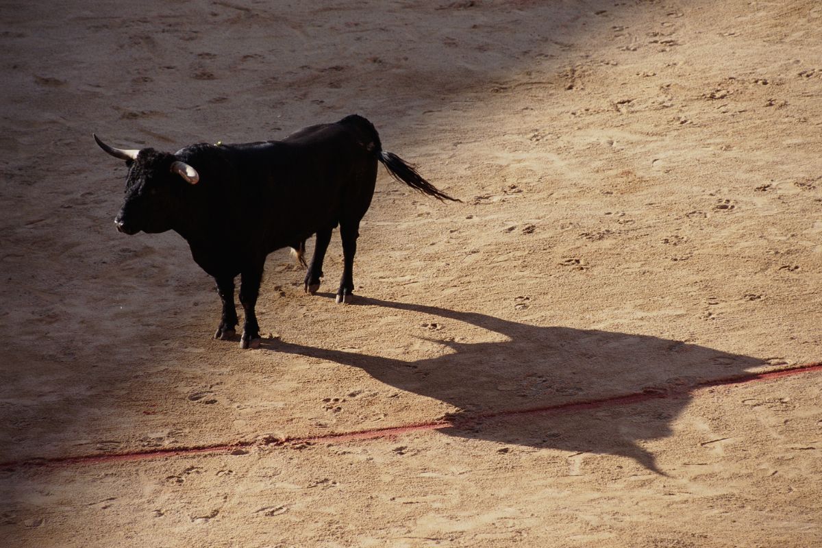 Radican por quinta vez proyecto de Ley para eliminar corridas de toros en Colombia 