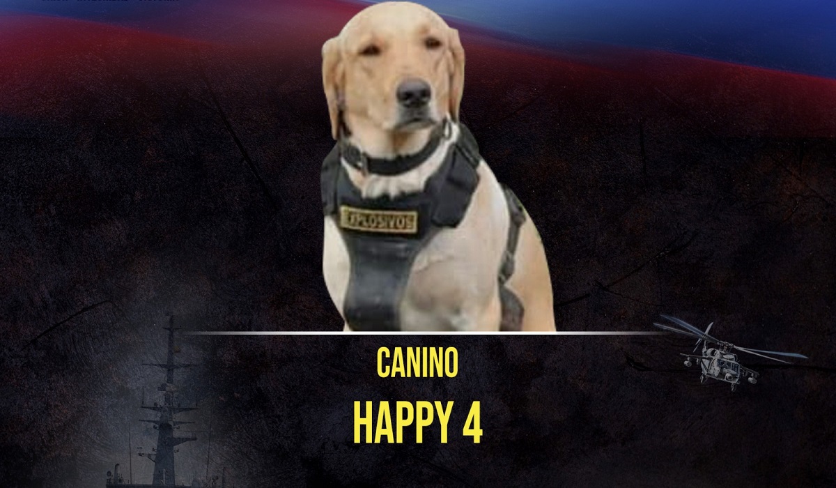 'Happy 4', el perro muerto en una explosión en Puerto Rico, Meta, este primero de agosto.