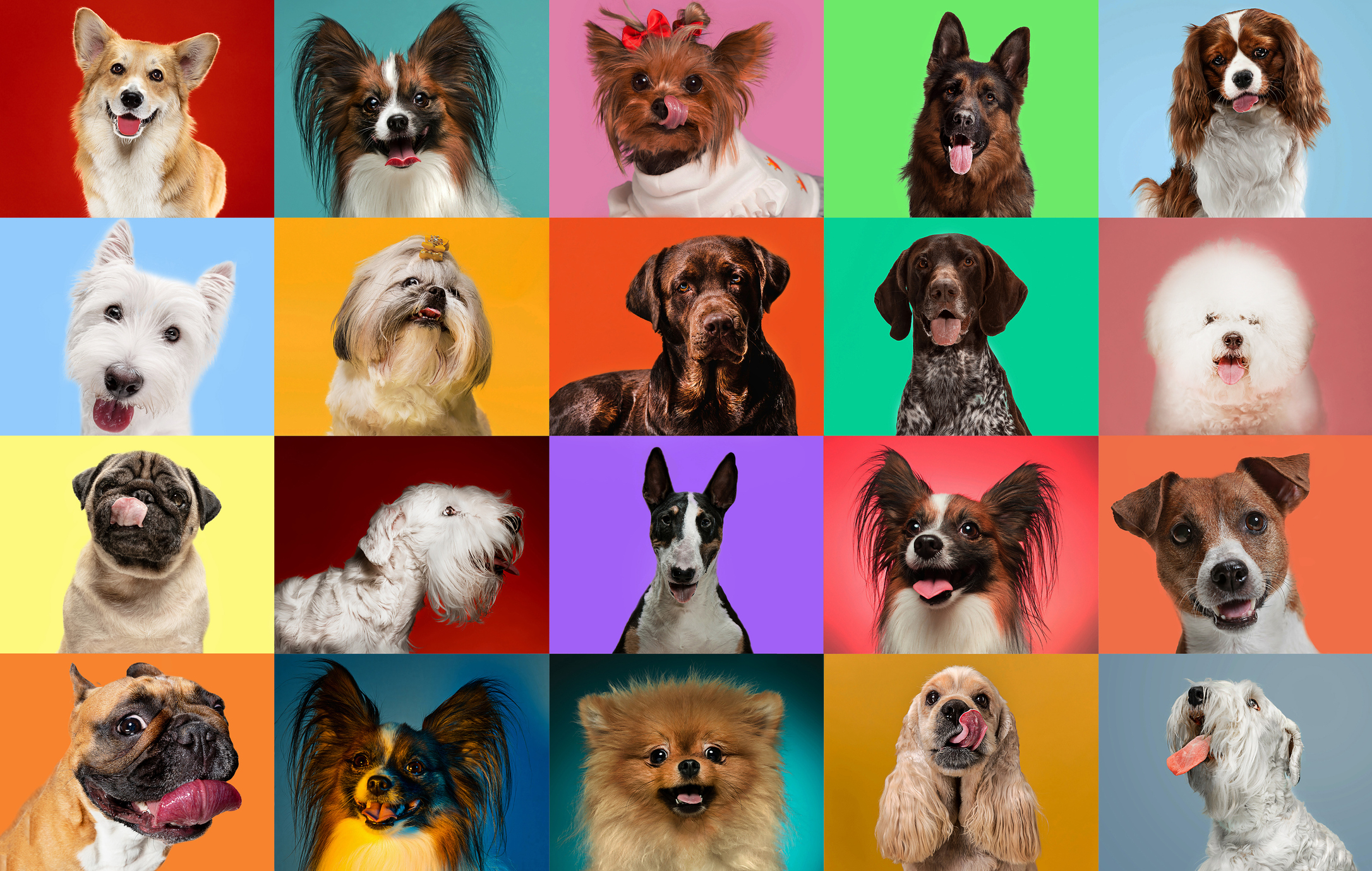 ¿Cuáles son los perros más feos del mundo? La inteligencia artificial nombró de las 5 razas de perros con la apariencia física más rara y poco común.