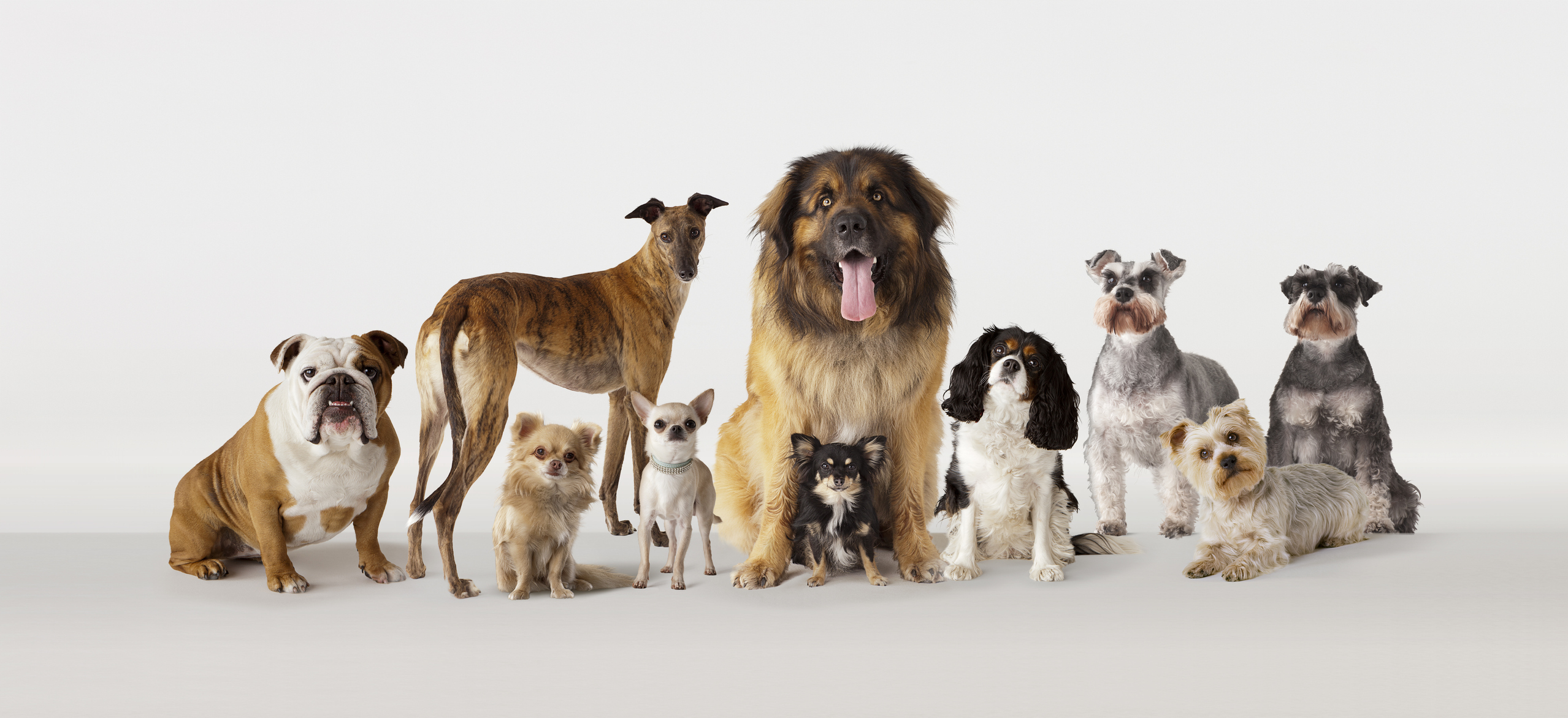 Promedio de vida de los perros varía según su raza y tamaño; importante tener en cuenta cuidados en la vejez y dar calidad de vida.