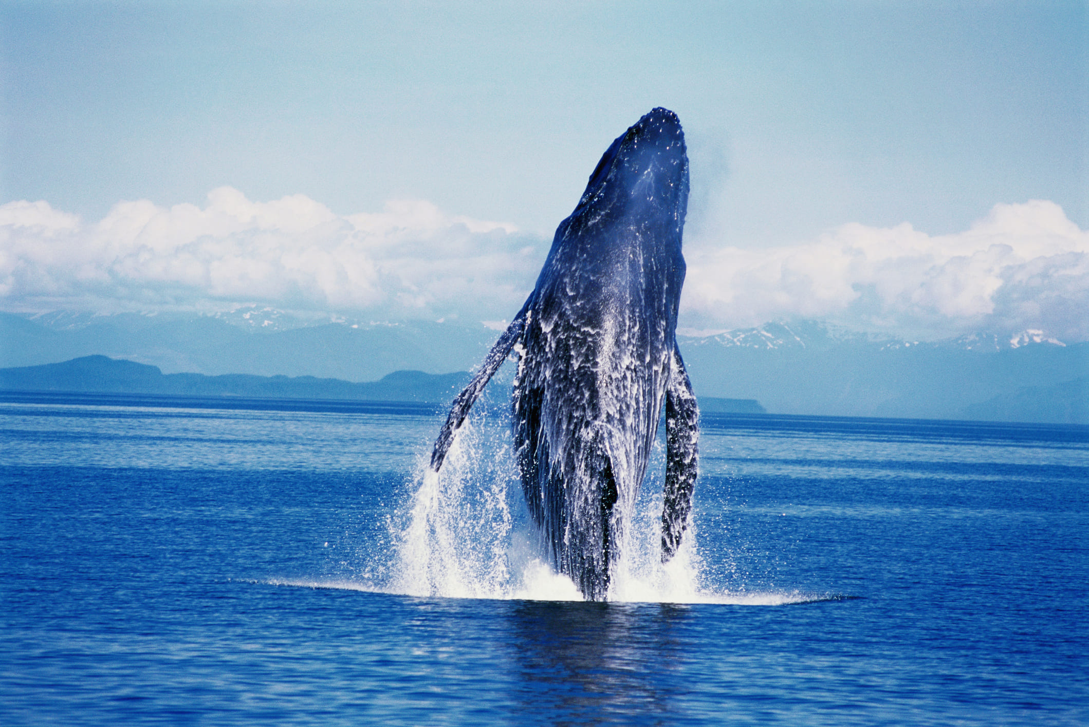 Océano Pacífico el lugar más idóneo para avistar ballenas jorobadas en Colombia. 