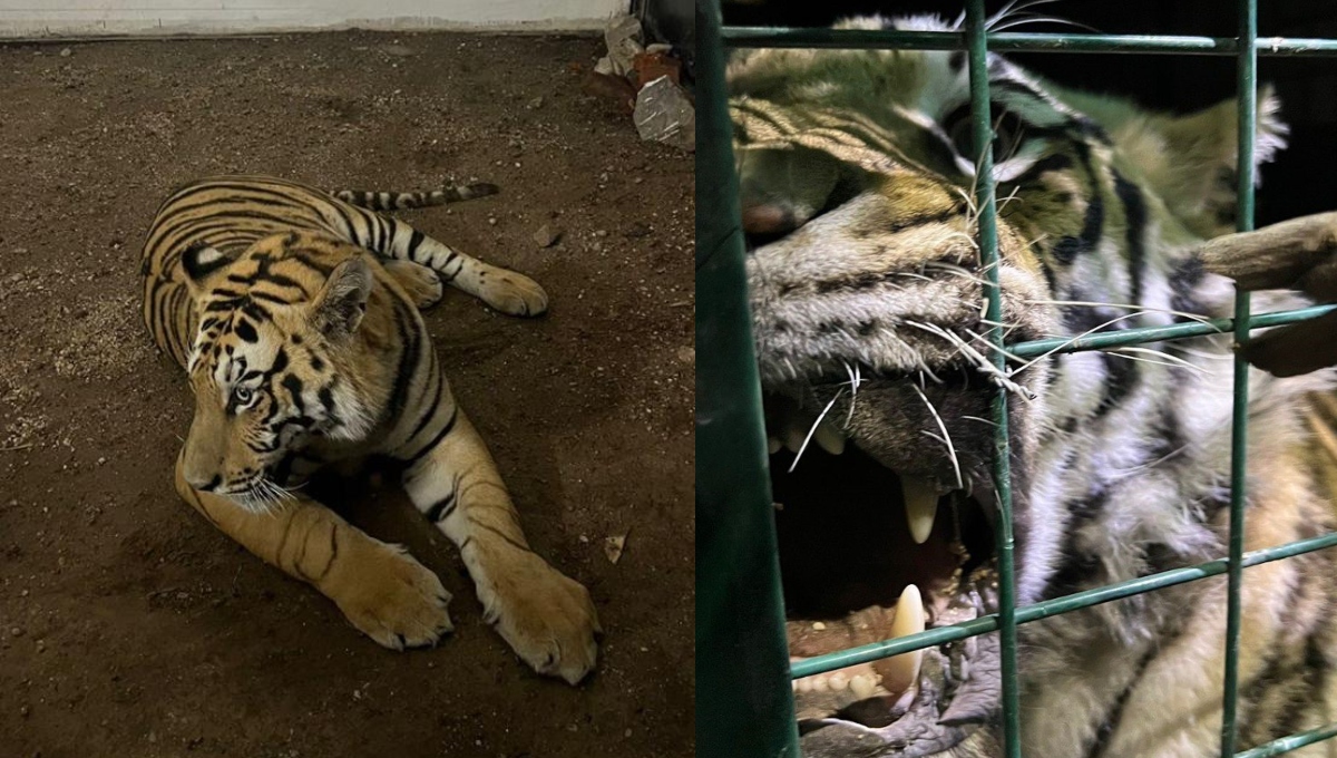 El tigre de 2 años y 103 kg, se encuentra bajo resguardo y sano.