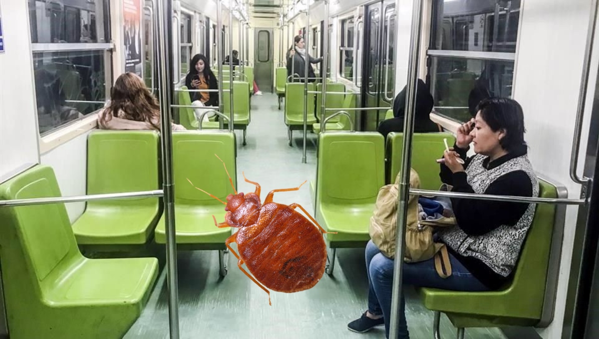 Usuarios del metro de la Cdmx reportan presencia de chinches.