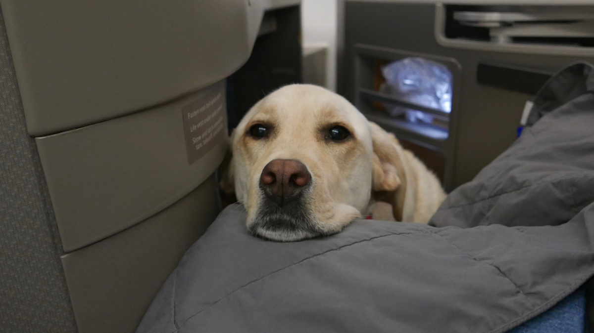 Pasajeros de avión recibieron más de $ 5 millones de reembolso por viajar al lado de oloroso perro.
