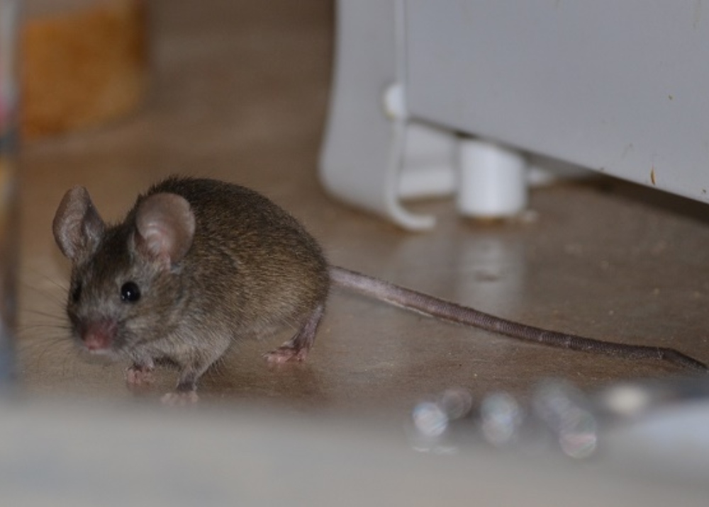 Ratones en casa