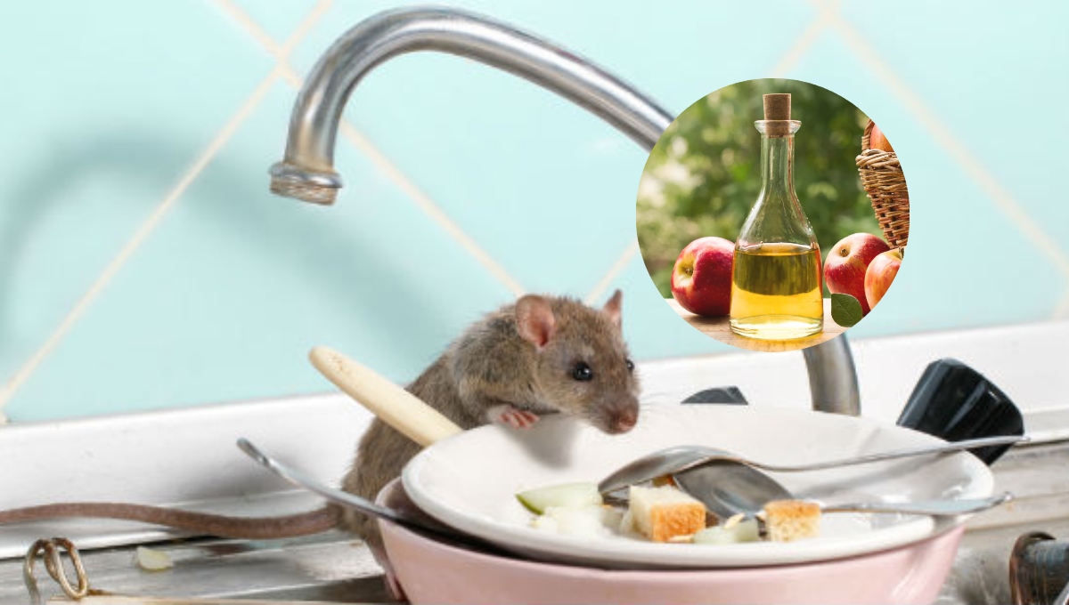 El vinagre es muy útil para poder ahuyentar a las ratas y ratones del hogar.