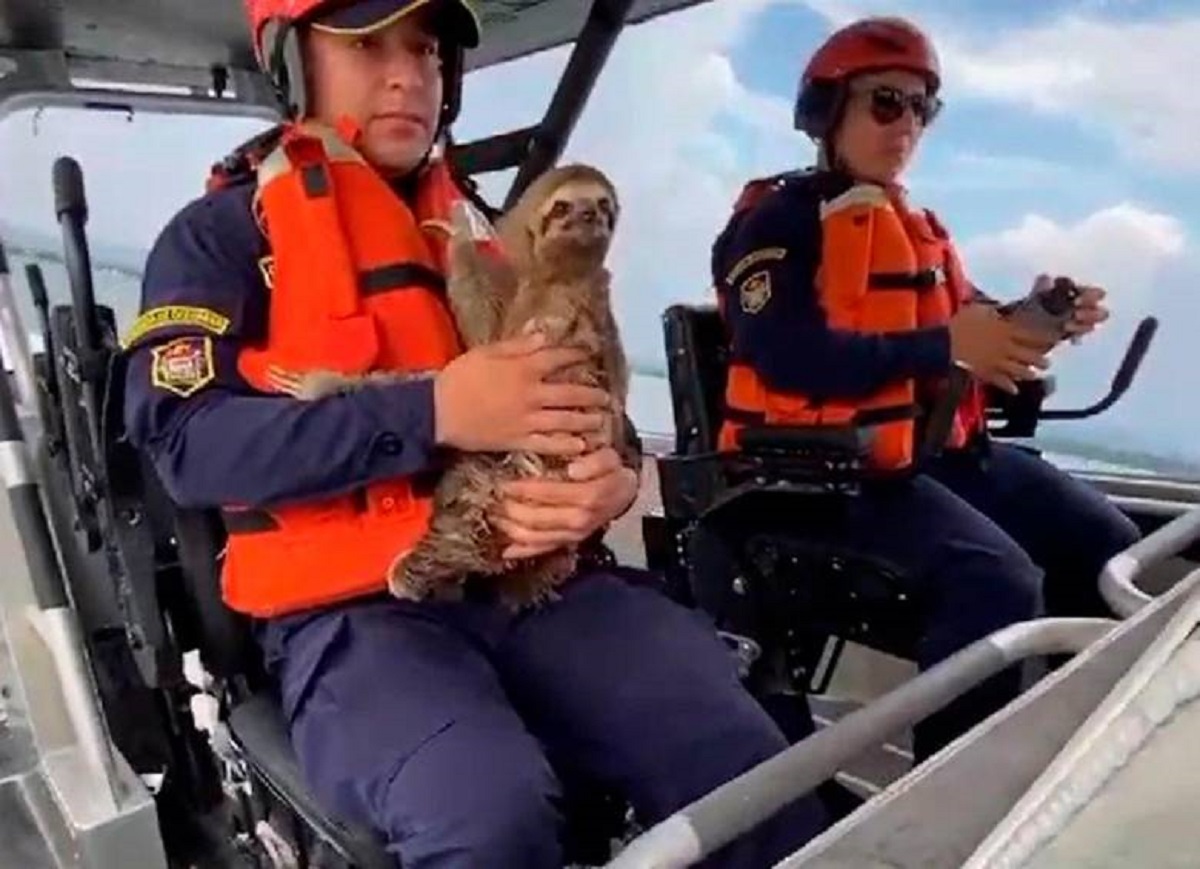 Rescatan a oso perezoso que flotaba enredado entre plantas en mar de Turbo, Antioquia
