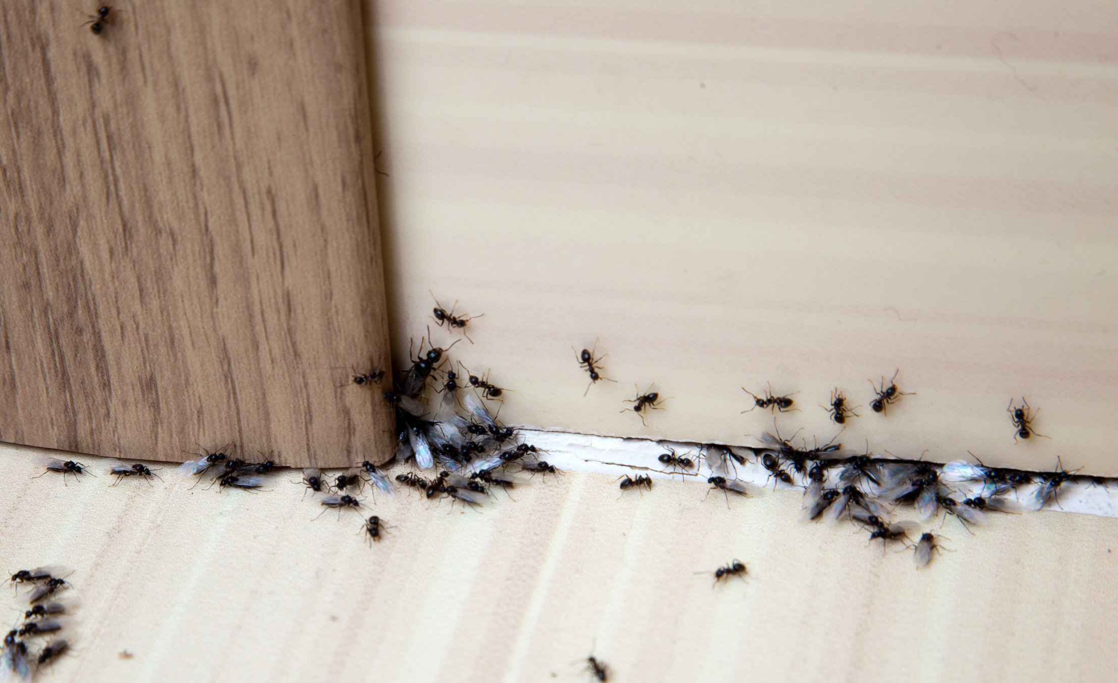 El control de plagas como las hormigas, es esencial para garantizar la higiene y salud en nuestros hogares, evitando la propagación de bacterias..