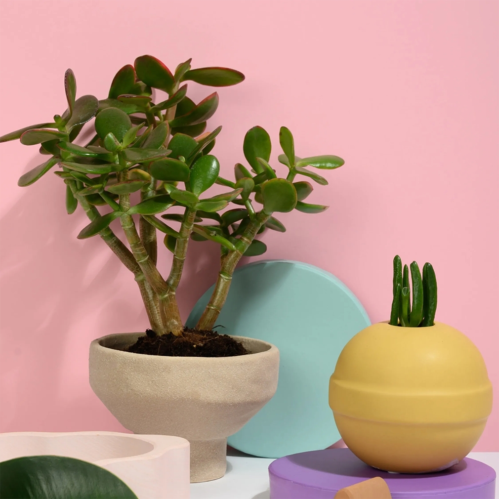 Árbol de jade / Créditos: Architectural Digest