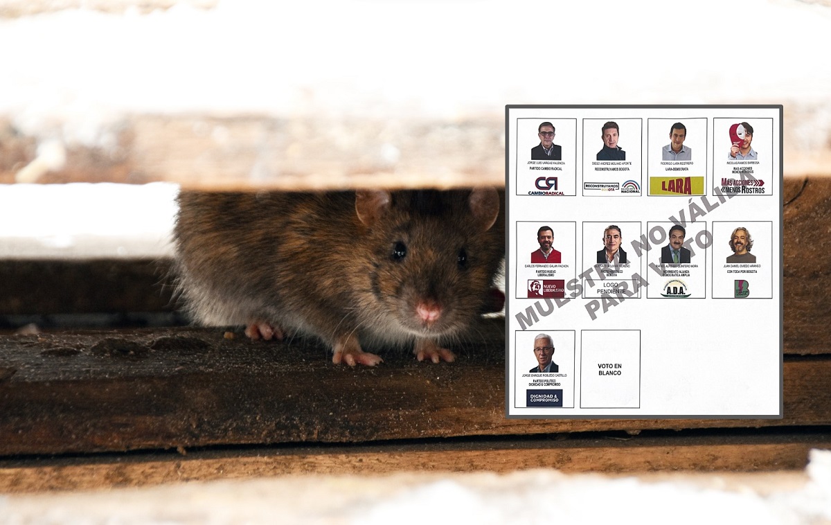 Propuestas de candidatos a la Alcaldía de Bogotá para controlar plaga de ratas