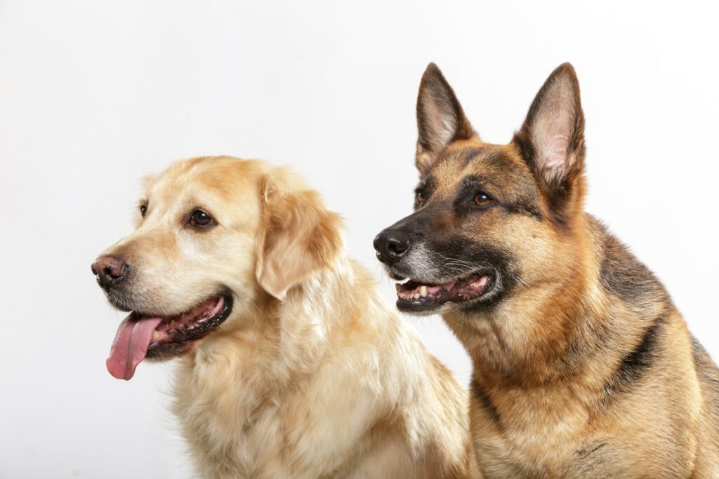 Golden retriever y Pastor alemán, las razas que aprenden más rápido.