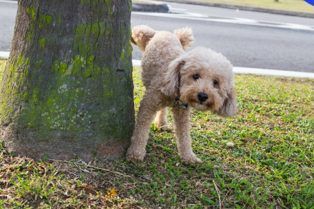 Si tiene un cachorro, es importante establecer desde el día uno rutinas y horarios con el animal. I Getty Images