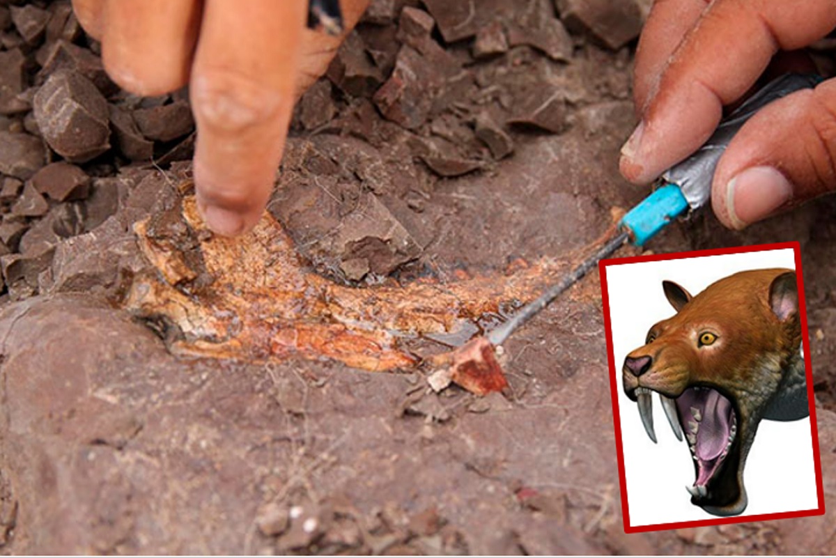 En Huila hallan fósil de marsupial dientes de sable de hace 13 millones de años.