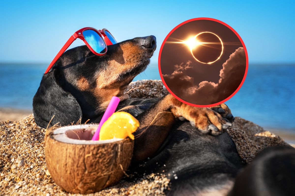Animales resultarían afectados con eclipse de sol este 14 de octubre, así puede cuidarlos