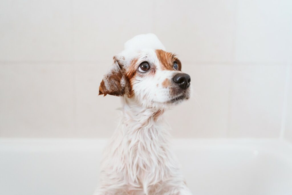 Es recomendable que la mascota se bañe después de que haya recibido todas sus vacunas. / Getty Images