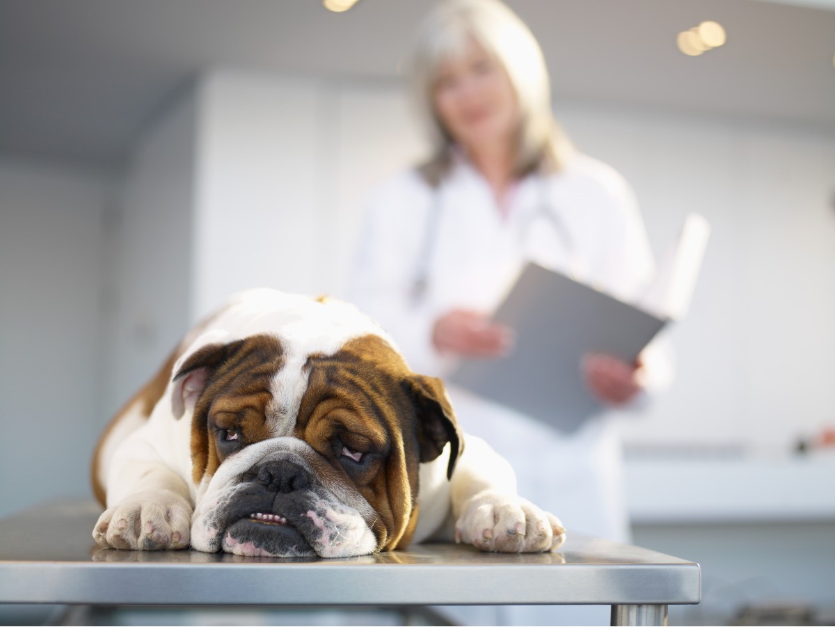 La vista de jeringas, agujas y otros equipos médicos puede asustar a los perros e incomodar al animal.