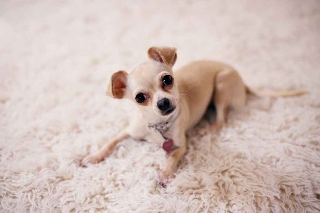 Los chihuahuas son famosos por ser la raza de perro más pequeña del mundo. / Getty Images