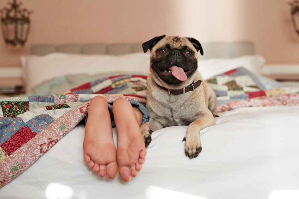 Son perros pequeños y de aspecto encantador, con caras arrugadas y colas enroscadas. / Getty Images 