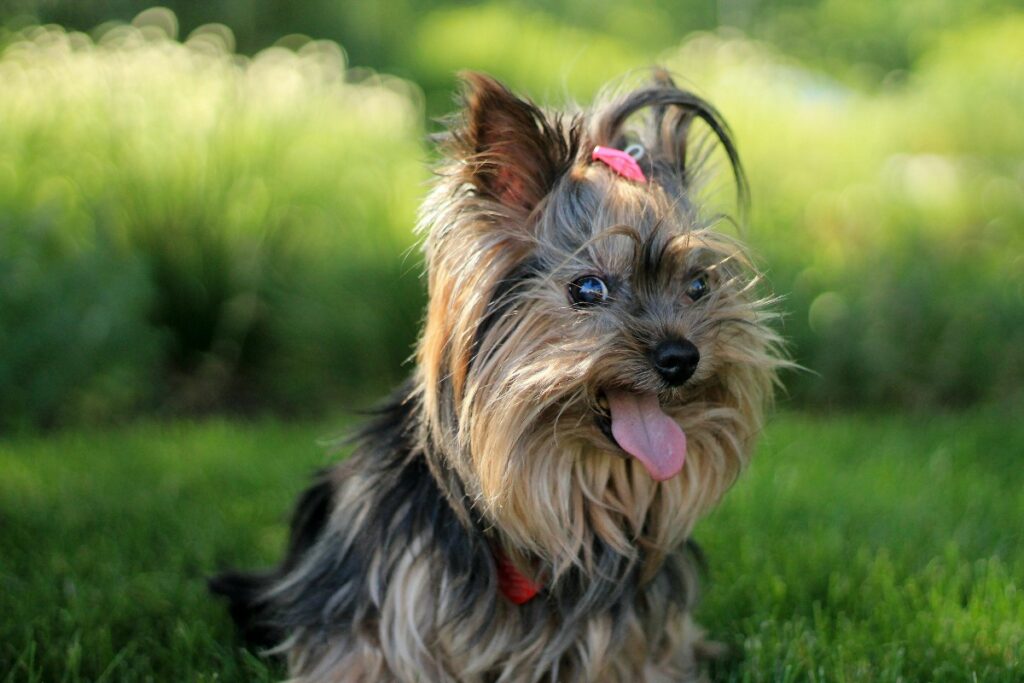  El yorkshire terrier es enérgico, vivo y dominante en casa. / Pexels