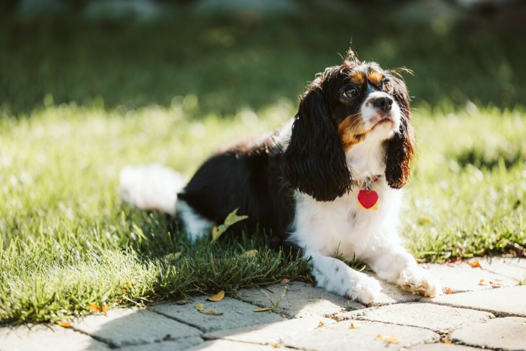 Son perros cariñosos e inteligentes con una devoción entrañable. / Pexels