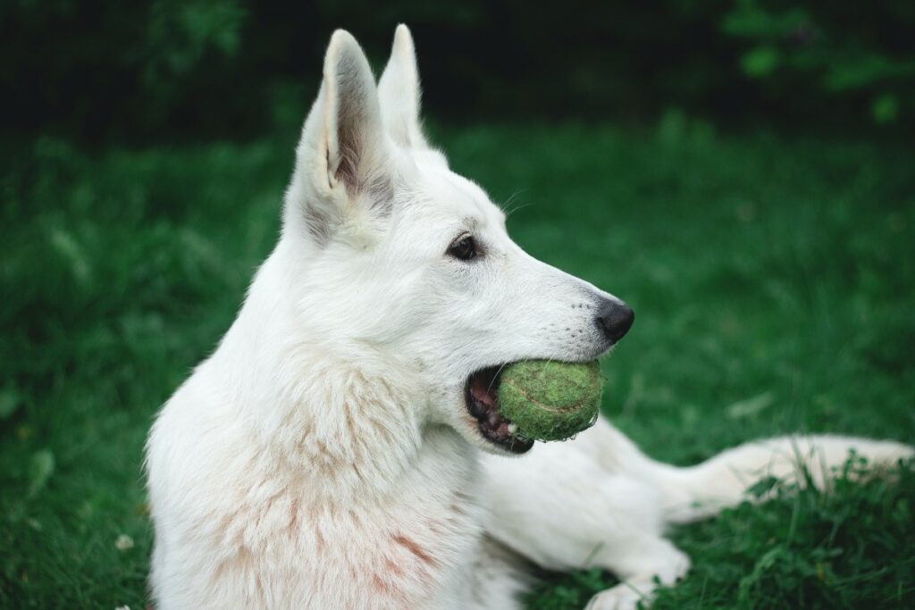 Las pelotas de tenis son muy llamativas para los canes debido a su textura suave y a su facilidad para tomarlas con su boca. / Getty Images