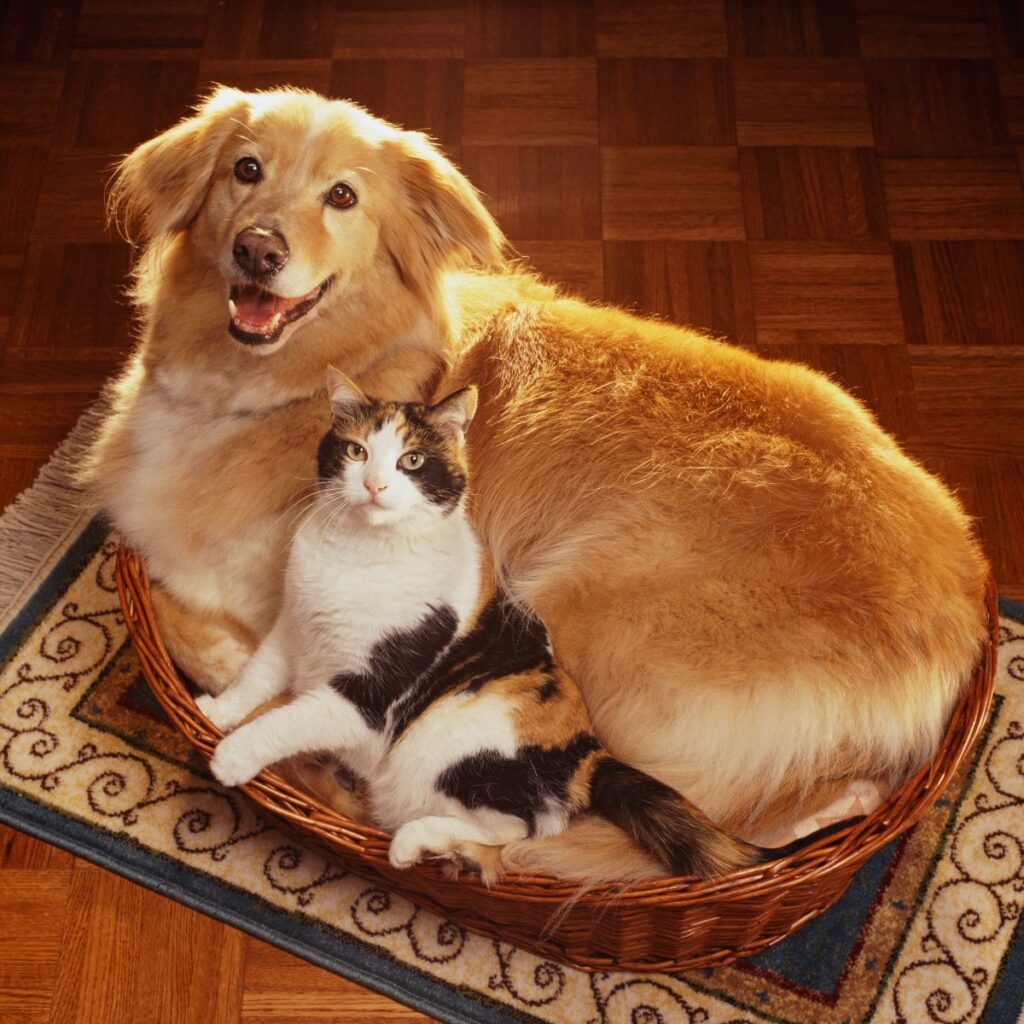 Algunos gatos y perros simplemente tienen personalidades incompatibles y no se llevan bien, lo que puede resultar en peleas ocasionales. / Getty Images