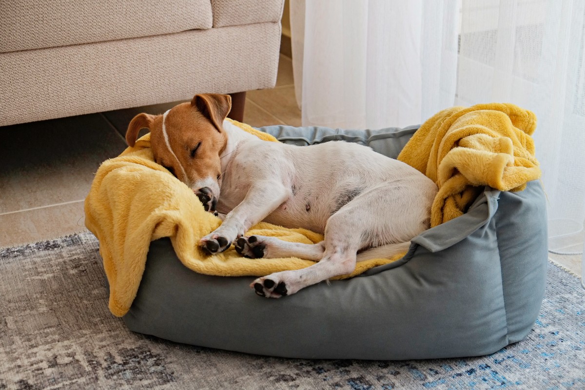 Si prefiere que su perro duerma en un área específica de la casa, asegúrese de que sea cómoda y acogedora.