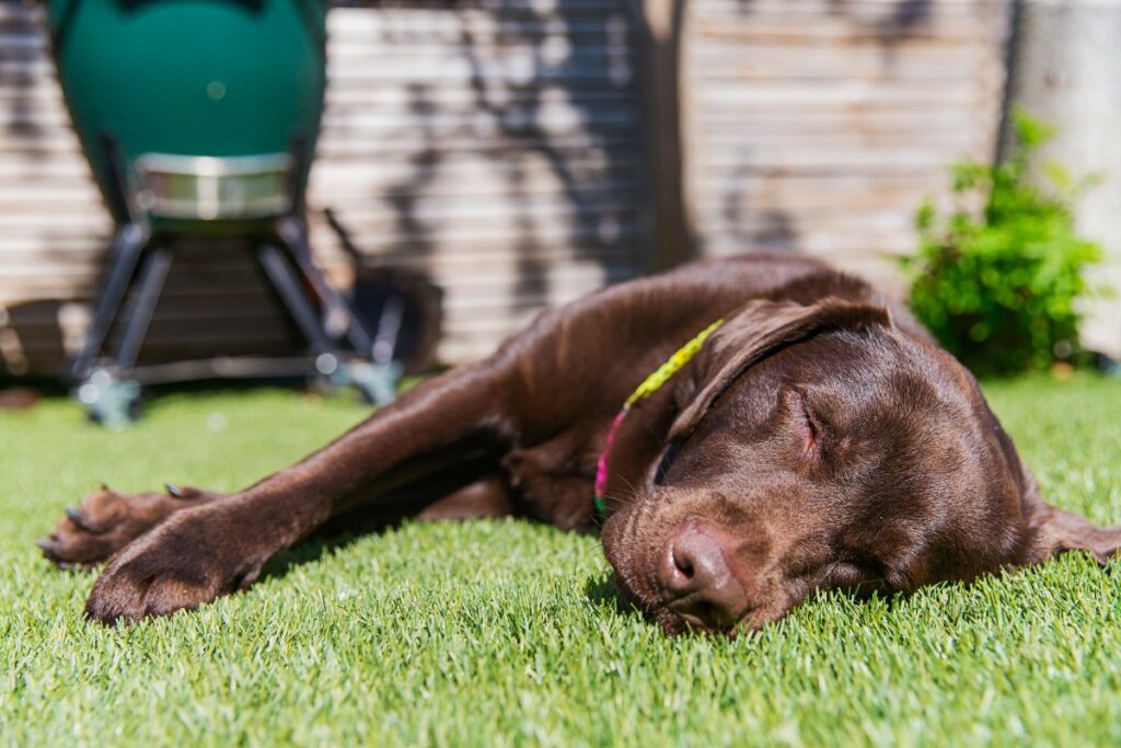  Cuando su perro duerme al aire libre existen algunas amenazas para este, pasando por parásitos y plantas venenosas, hasta peligros ambientales. / Getty Images