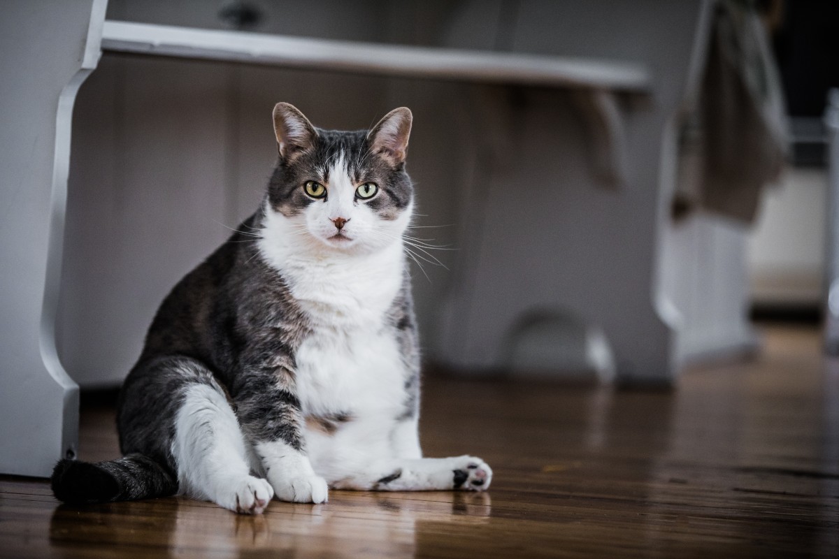 La obesidad y el sobrepeso pueden afectar la salud de un gato. Por lo tanto, es una condición que se debe evitar a medida que envejecen.